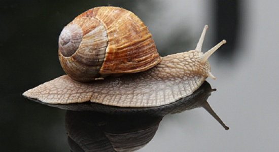 منها ما يقتل فورا.. 8 حقائق لا تعرفها عن الحلزون