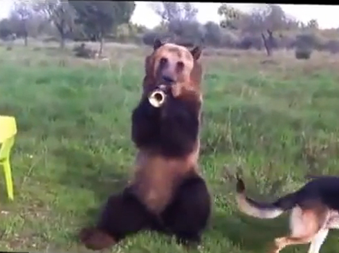 دب روسي يعزف ويرقص برشاقة ( فيديو )