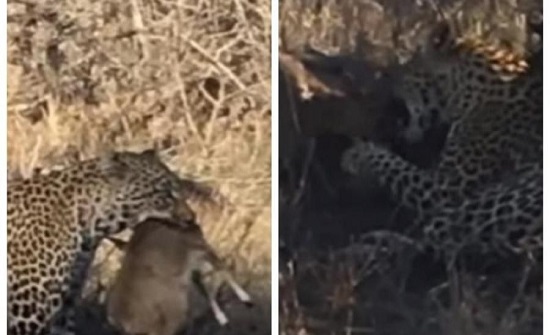 أعنف المشاهد الوحشية.. شاهد ماذا فعل “فهد” في غزالة صغيرة بعد اصطيادها؟ أعنف المشاهد الوحشية.. شاهد ماذا فعل “فهد” في غزالة صغيرة بعد اصطيادها؟