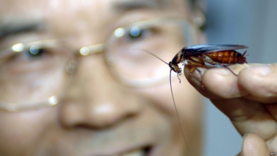 عالم الصراصير.. حقائق علمية قد تفاجئك