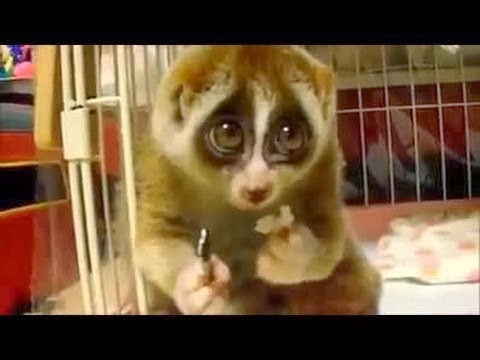 قرد خجول .. فيديو