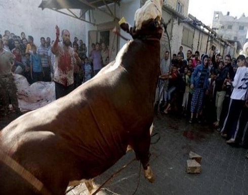 في العيد..عجل يقتل اللحام ويصيب آخرين ويهرب في العيد..عجل يقتل اللحام ويصيب آخرين ويهرب