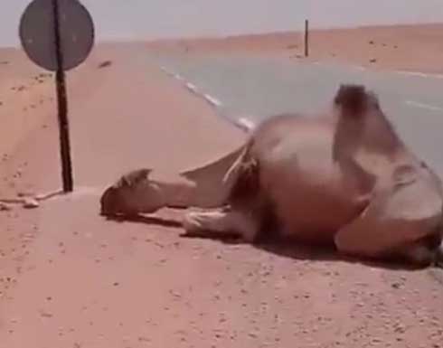 ردة فعل رجل رأى جملاً عطشان وسط الصحراء الجزائرية .. بالفيديو ردة فعل رجل رأى جملاً عطشان وسط الصحراء الجزائرية .. بالفيديو