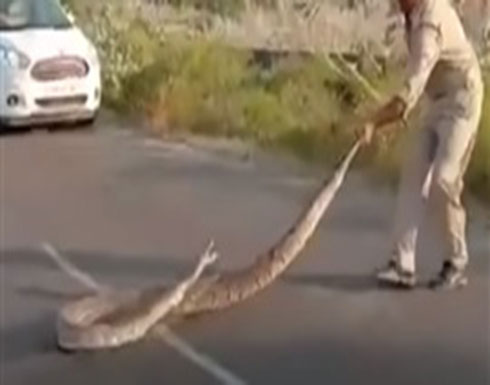 شرطي ينجو من لدغة ثعبان ضخم (فيديو) شرطي ينجو من لدغة ثعبان ضخم (فيديو)