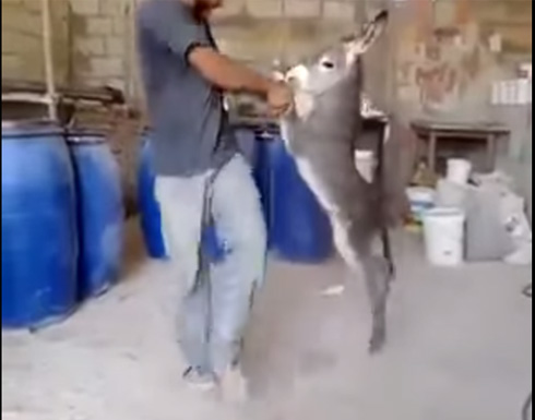 بالفيديو : شاب يشارك حمار الدبكة على انغام الموسيقى