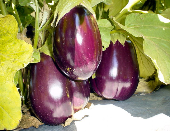 مهرجان الباذنجان .. في قرية فلسطينية