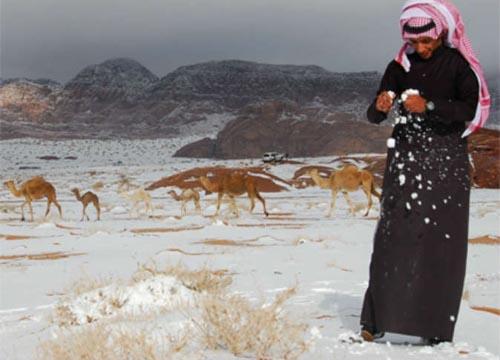 الإبل ترعى في تبوك السعودية وسط الثلوج