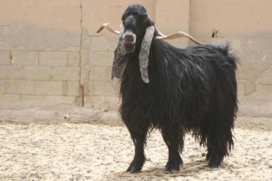 " تيس " يدر حليبا في الاردن !