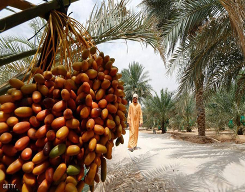 "الإمارات للفضاء" تجرّب زراعة النخيل في المريخ "الإمارات للفضاء" تجرّب زراعة النخيل في المريخ