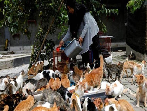 إندونيسية تحول منزلها إلى ملجأ لمئات القطط إندونيسية تحول منزلها إلى ملجأ لمئات القطط
