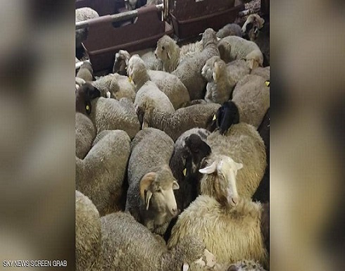 تفاصيل خاصة حول سفن قناة السويس المحملة بالمواشي القادمة للاردن تفاصيل خاصة حول سفن قناة السويس المحملة بالمواشي القادمة للاردن