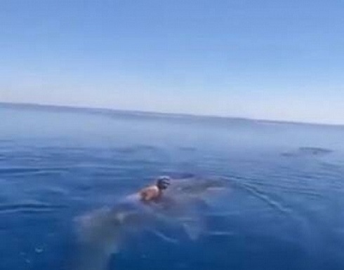 فيديو يحبس الأنفاس .. سعودي يسبح في عرض البحر على ظهر حوت فيديو يحبس الأنفاس .. سعودي يسبح في عرض البحر على ظهر حوت