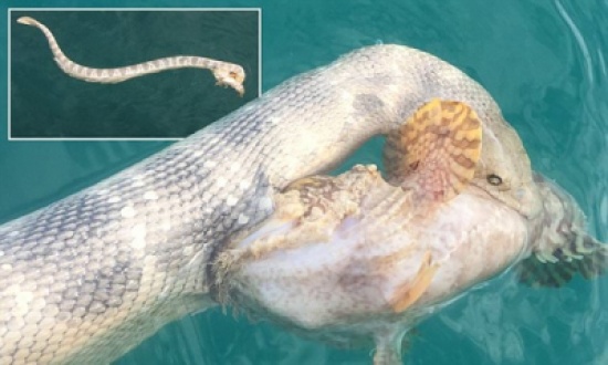 صور: معركة حتى الموت بين السمكة الصخرية وثعبان