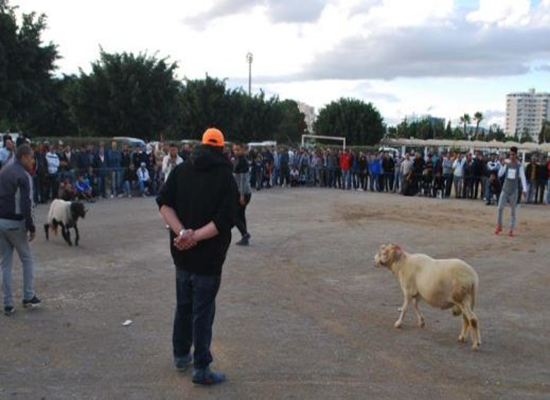 بالصور:عراك الكباش في تونس بين فخر الفوز وعار الهزيمة