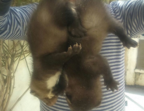 الزراعة تكشف حقيقة الحيوان الغريب الذي أثار هلع المواطنين في اربد