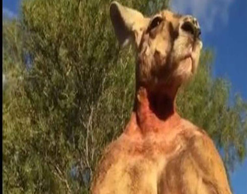 بالفيديو.. كنغر يستعرض عضلاته بطريقة مذهلة بالفيديو.. كنغر يستعرض عضلاته بطريقة مذهلة