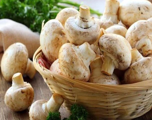 لهذه الأسباب.. تناول 5 حبات من الفطر يومياً لهذه الأسباب.. تناول 5 حبات من الفطر يومياً