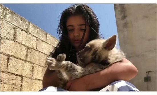 بالفيديو .. طفلة أردنية تربي الضباع بالفيديو .. طفلة أردنية تربي الضباع
