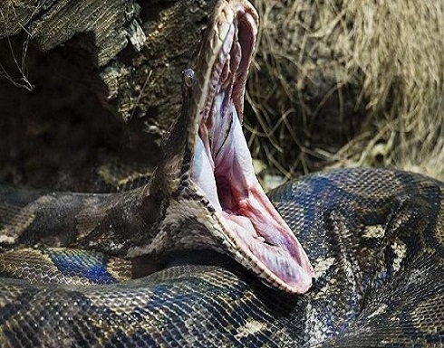 في اللحظة الأخيرة.. جد ينقذ حفيده من شدق أفعى في اللحظة الأخيرة.. جد ينقذ حفيده من شدق أفعى