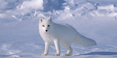 تعاون بين النرويج والسويد لإنقاذ الثعلب القطبي