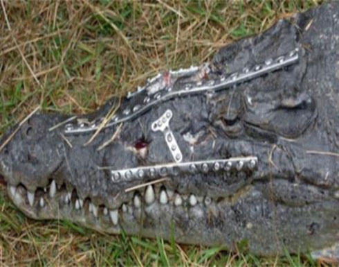 سمينة تقع على تمساح وتصيبه بجروح خطرة