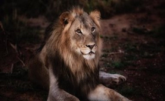 تفسير رؤية الأسد فى الحلم.. حبيب للعزباء ومشكلة للمتزوجة ومنصب عند البعض تفسير رؤية الأسد فى الحلم.. حبيب للعزباء ومشكلة للمتزوجة ومنصب عند البعض