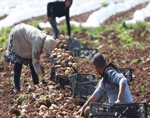 انتشار "كورونا" يجبر فلسطينيين على الزراعة بمنازلهم انتشار "كورونا" يجبر فلسطينيين على الزراعة بمنازلهم