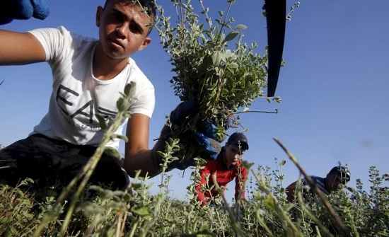 في اليوم العالمي للزعتر.. ما هي قصة “ذهب فلسطين الأخضر”؟- في اليوم العالمي للزعتر.. ما هي قصة “ذهب فلسطين الأخضر”؟-