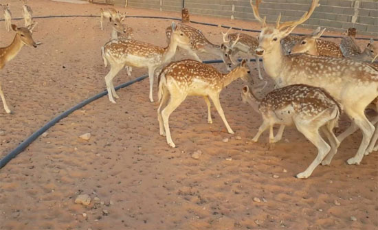 تفاصيل جديدة عن الغزلان "المفقودة" في دبين..وهذا عددها الحقيقي !