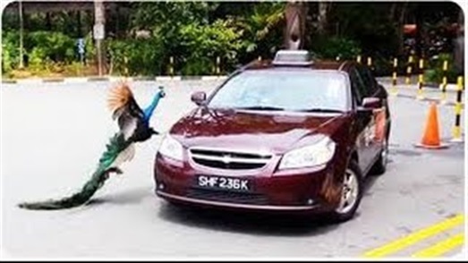 بالفيديو.. شاهد ماذا فعل ذكر طاووس لطفل قاطعه أثناء التزاوج