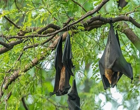 بعد انتشاره في الصين.. تعرف على أعراض الإصابة بـ فيروس نيباه بعد انتشاره في الصين.. تعرف على أعراض الإصابة بـ فيروس نيباه