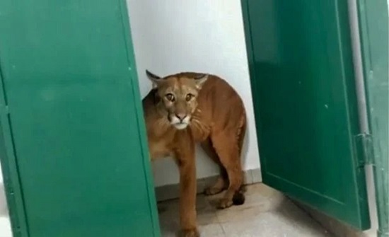 البرازيل : طفل يفاجأ بنمر في حمام مدرسته البرازيل : طفل يفاجأ بنمر في حمام مدرسته