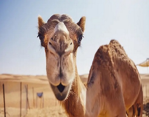 شاهد جملا هاربا بطريقة فكاهية على طريق سريع بالسعودية شاهد جملا هاربا بطريقة فكاهية على طريق سريع بالسعودية