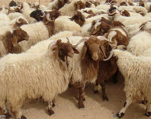 مركز الفلك الدولي: نستبعد الخلاف حول موعد عيد الاضحى مركز الفلك الدولي: نستبعد الخلاف حول موعد عيد الاضحى