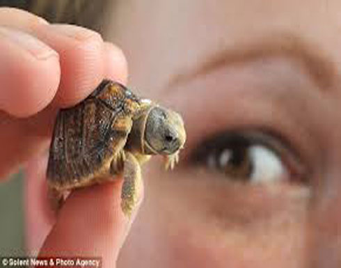 ما تفسير الحلم بسلحفاة؟