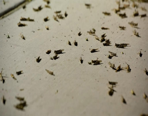 فزع في عاصمة القمار.. الجراد يغزو لاس فيغاس فزع في عاصمة القمار.. الجراد يغزو لاس فيغاس