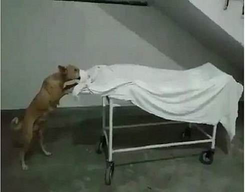 فيديو صادم.. كلب ضال يأكل جثة فتاة في مشرحة المستشفى بالهند فيديو صادم.. كلب ضال يأكل جثة فتاة في مشرحة المستشفى بالهند
