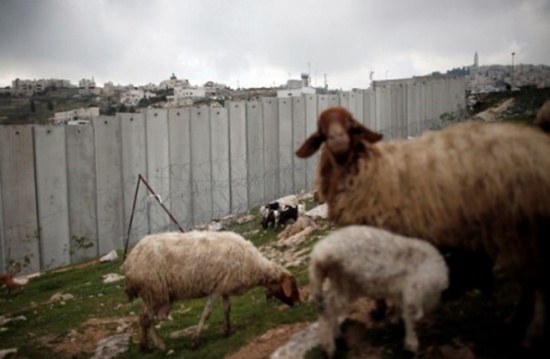 الاحتلال "يعتقل" نعجة في القدس ونشطاء يسخرون (فيديو) الاحتلال "يعتقل" نعجة في القدس ونشطاء يسخرون (فيديو)