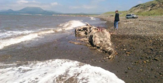 صور: العثور على كائن ضخم يشبة الديناصور بروسيا