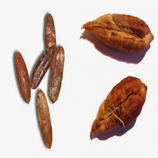 فوائد نوى البلح فوائد نوى البلح