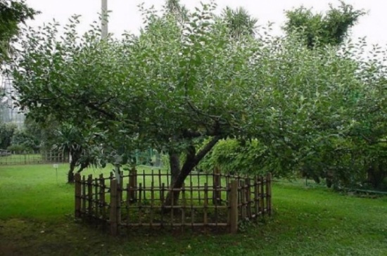 أين تقع شجرة نيوتن التي أدت لاكتشاف الجاذبية