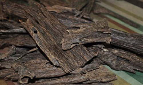 اطول عود بخور في العالم