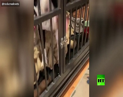 كلب ذكي يستخدم لسانه للهروب من قفصه ! كلب ذكي يستخدم لسانه للهروب من قفصه !