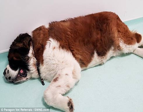 الأطباء يعثرون على شيء غريب في بطن كلب (صور)