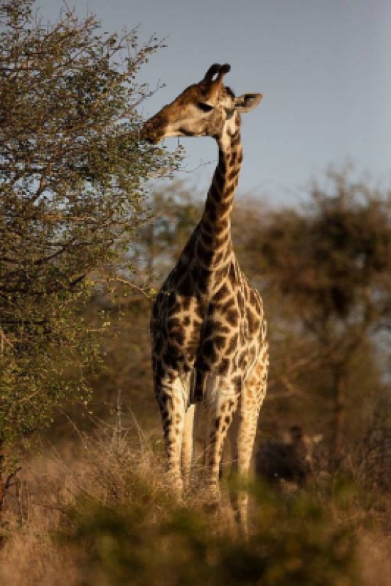 تعرفوا على الفوائد السحرية لـحليب الزّرافة