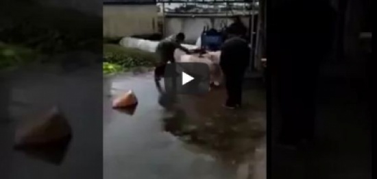 فيديو.. خنزير يحاول إنقاذ زميله من الذبح فيديو.. خنزير يحاول إنقاذ زميله من الذبح