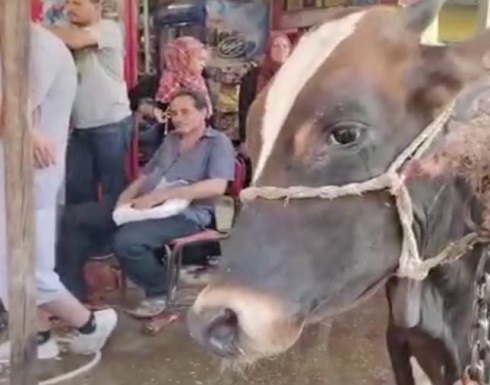 شاهد.. بقرة تبكي لحظة مشاهدتها ذبح الأضاحي في مشهد حزين بمصر شاهد.. بقرة تبكي لحظة مشاهدتها ذبح الأضاحي في مشهد حزين بمصر