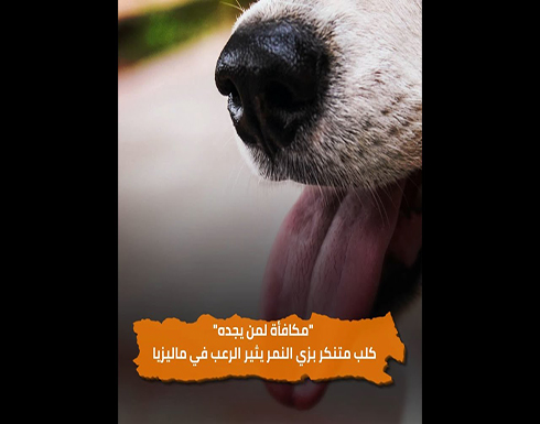 مكافأة لمن يجده.. شاهد.. كلب متنكر بزي النمر يثير الرعب في ماليزيا مكافأة لمن يجده.. شاهد.. كلب متنكر بزي النمر يثير الرعب في ماليزيا