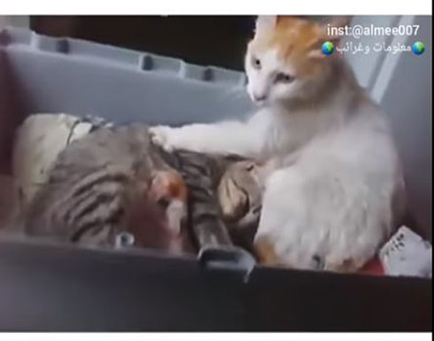 بالفيديو.. هرّ يثير ضجة بسبب رد فعله بعد ولادة زوجته! بالفيديو.. هرّ يثير ضجة بسبب رد فعله بعد ولادة زوجته!