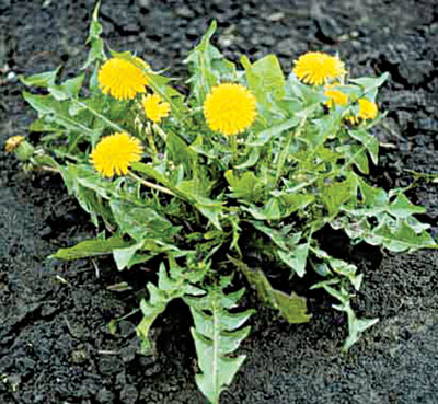 الهندباء البرية : مقوي ومنشط ومنقي للدم